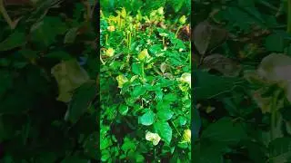 Rose Flower #flowers #flowerplant #flowertypes #shortvideo @MRINDIANHACKER @MrBeast
