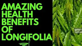 HEALTH BENEFITS OF LONGIFOLIA