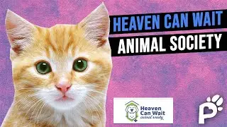 Addressing Las Vegas' Animal Euthanasia | Heaven Can Wait Animal Society | Pawareness Podcast Ep. 50