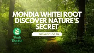 Mondia Whitei Root - Discover Nature&rsquo;s Secret