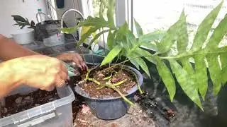 МОХНАТЫЕ НОЖКИ / ПАПОРОТНИК ПОЛИПОДИУМ#plants #папоротник #комнатныерастения