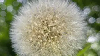Summer cinematic B-roll | Smartphone filmmaking.