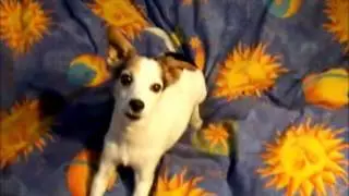 Nim the cute mini foxie dog doing tricks and balancing schmockos on her head