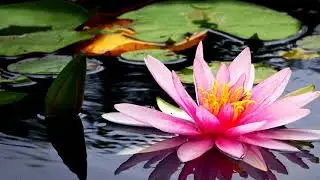 Lily Pond | Soothing Water Sounds| Ambient | 《Tranquil》 | Meditation
