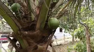 RESOLVEMOS LIMPAR A BEIRA DO LAGO,MUITA CHUVA E O MATO CRESCEU RÁPIDO, MAIS SÓ GRATIDÃO. 