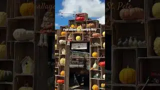 add this fun Pumpkin Patch to your Florida Fall bucket list! It might be 90&deg; outside, but this will