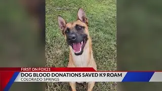 Police dog blood donations helped save K9 Roam