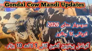 Gondal Behtareen Ghaban Cow | Monday Mandi 2026 for Qurbani  | Gondal Cow Mandi Updates 