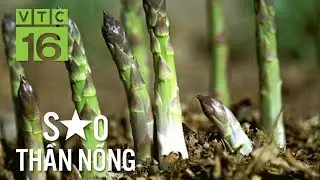 Triệu phú măng tây xanh trên đồi cát trắng | VTC16