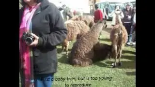 Llama Lovin'