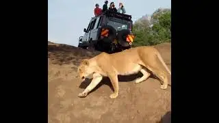 Trapped with Lions #splendid_animals #igcutest_animals