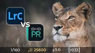 Lightroom Denoise vs DxO PureRAW 6 for Wildlife Photography