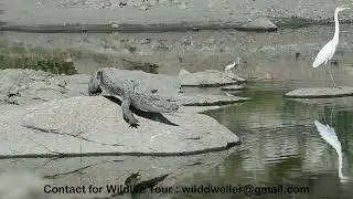 Jawai leopard safari || kumbhalgarh wildlife safari || latest video || Must see