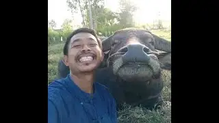 humorous moments of animals #shortvideo #video #viralvideo #funny #funnyvideo #pet #pet