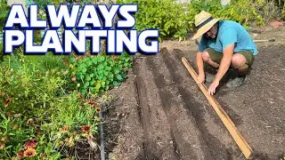 Planting Onions And Overwintering My Peppers & Eggplant