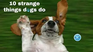 Top 10 Strange Dog Behavior Explained