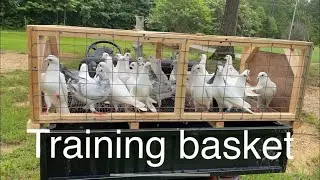 Racing pigeons training setup