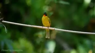 Flame-throated bulbul. Aanejari Butterfly Camp Jungle lodges. Kollur Mookambika Wildlife Sanctuary