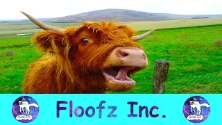 Cows Are So Smart and Funny!