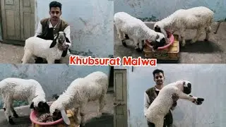 Malwa ka khubsurat males available at Bismillah goat farm 
