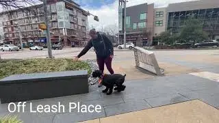 Wendel 10 Month Old Standard Schnauzer Before & After Video Off Leash K9 Training DFW