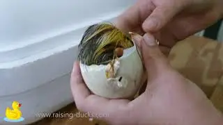 Assisting a Gosling's Hatch (He Pipped on the Wrong End of the Egg)
