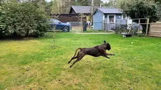 Boxer Happiness Running Free! 😁
