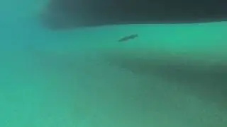Barracuda | Scuba Diving in the British Virgin Islands | La Buscadora