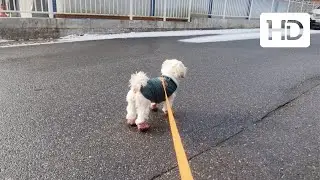 Quiet Morning Walk in South Korea 🇰🇷 | Light Snow in Daejeon | ASMR Dog Walk (1080p)