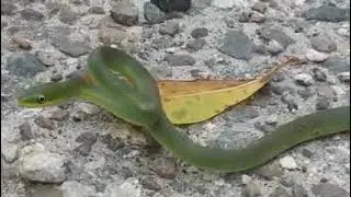I was on a walk and Found A Velvet SwampSnake on the road and I started following it around 😁