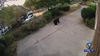 Injured bear tranquilized after roaming around Concord neighborhood
