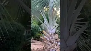 🌱BISMARCKIA NOBILIS (BISMARCK PALM)💚🤎🌴/ Details In The Description Below👇⬇️ @naturewalktime 📸