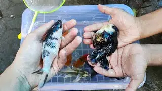 Berhasil! menangkap ikan koi shiro bermotif sapai, ikan koki panda cantik, ikan koki,ikan koi slayer