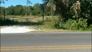 Alligator on Sanibel Island
