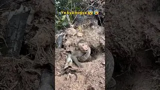 Snake VS Monkey 🙈 || #shorts #snake #monkey ||