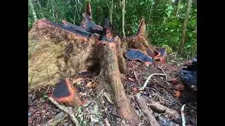 ECO SUENOS Land Maintenance