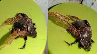 beetle 🪲 sitting on the the plastic bottle at night / beetle not walking @animalloverrina