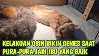 KELAKUAN OSIN BIKIN GEMES SAAT MENDRAMA PURA-PURA JADI IBU YANG BAIK