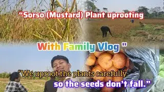 Sorso (Mustard) Plant uprooting With Family Vlog&rdquo;|| &ldquo;We uproot the plants carefully 