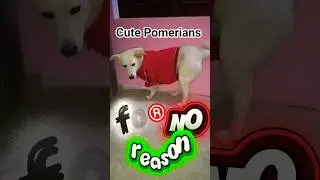 BARKING FOR NO REASON  #relatable #shorts  @bablutimmy #doggielife #funny #shortsfeed2025 #fyp