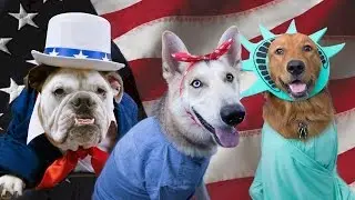 Rover's Dogs Dressed as Iconic Americans - Creative Photo Shoot Behind the Scenes