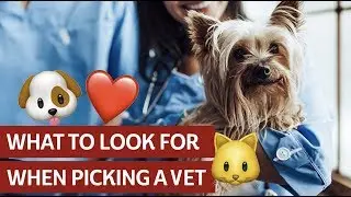 Choosing the Right Vet for Your Pet
