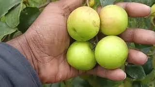 চাকরি বা ব্যবসার পাশাপাশি বরই চাষ করা যায় বড়ই চাষে বাম্পার ফলন অল্প পুঁজিতেই বড়ই চাষ করা যায় 