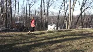 Suka's Gift - Therapy Dog Stories