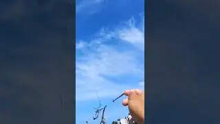 #pipaterapia #pipa #shortvideos #pipacombat #pesca