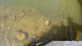 Schildpadden bij Potokaki Beach Samos 2023