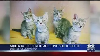 Stolen kitten returned to Pittsfield animal shelter