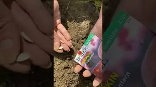 How to plant pumpkin seeds