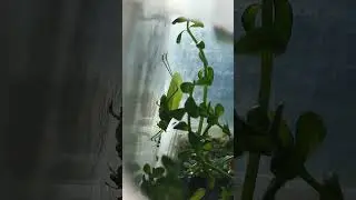 Is this a giant katydid?