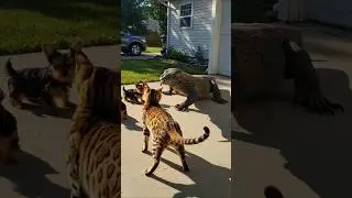 Cat and Dogs Facing a Komodo Dragon #cat #catlovers #catvideos